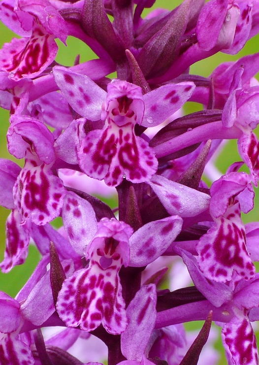Nigritella, Dactylorhiza perverseemaltempo! Dolomiti luglio 2014.